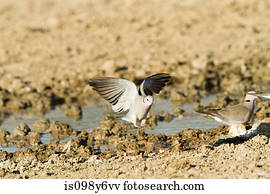 tartaruga, pomba, bata, asas