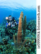 videographer, ligado, recife coral