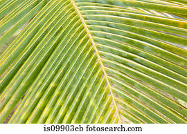 Palm leaf, close up