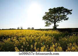 Field of yellow flowers in Crockham Hill, Kent, UK