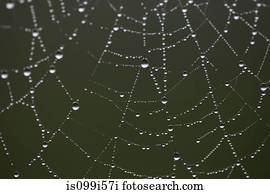 gotas orvalho, ligado, teia aranha