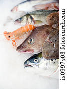 A selection of fish on ice