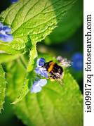 abelha, ligado, um, flor