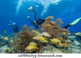 fotógrafos, ligado, recife coral