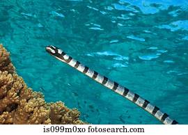 Free-swimming, cobra mar