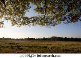 banco, em, um, calmo, gramado