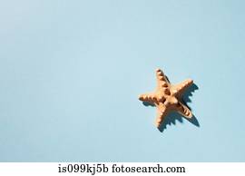Starfish on turquoise background
