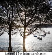 View of sea through trees, Costa Brava, Spain