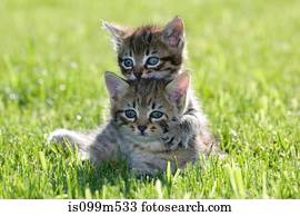 dois, gatinhos, ligado, capim