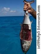 Mutilated Fish Used for Chum