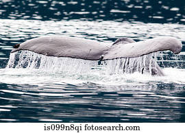 rabo, de, baleia humpback