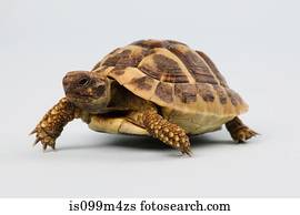 Tortoise, studio shot