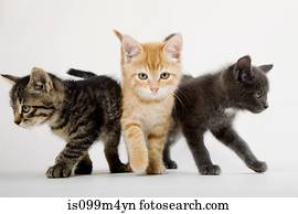 três, gatinhos, com, atitude