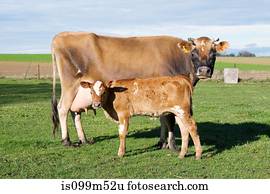 vaca, e, bezerro, em, campo