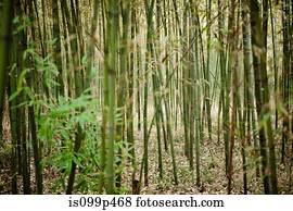 bambu, crescendo, em, floresta