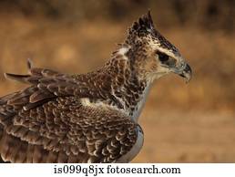 Young Martial Eagle, Kgalagadi Transfrontier Park, Africa