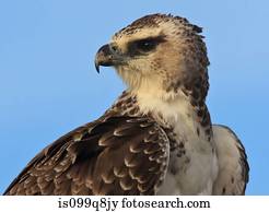 Young Martial Eagle, Kgalagadi Transfrontier Park, Africa