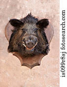 Boar's head trophy on a wall