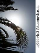 árvore palma, em, luz solar