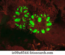 Fluorescence, em, recife coral