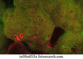 Fluorescence, em, recife coral