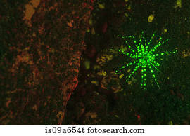 Fluorescence, ligado, recife coral