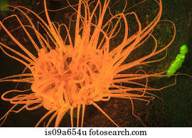 Fluorescence, ligado, recife coral