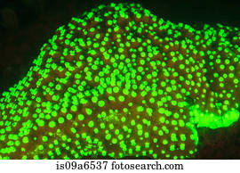 Fluorescence, ligado, recife coral