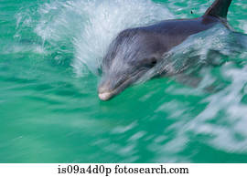 golfinho, em, superfície