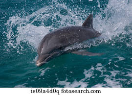 golfinho, em, superfície