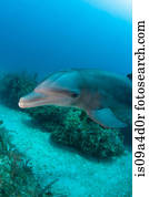 golfinho, submarinas