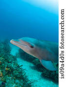 golfinho, submarinas