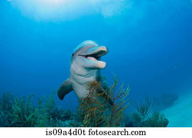 golfinho, submarinas