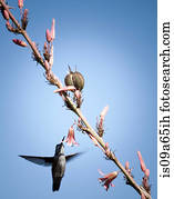 hummingbird, alimentação, de, floresça árvore