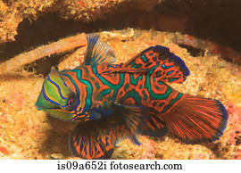 Mandarinfish, natação, em, recife coral