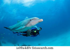 mergulhador, com, golfinho