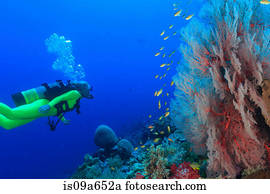 mergulhador, natação, em, recife coral