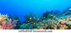 peixe, natação, em, recife coral