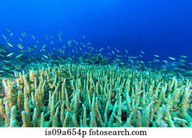 peixe, natação, em, recife coral