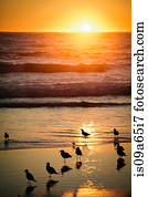 pássaros praia ocaso