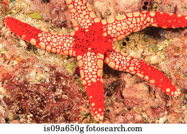 starfish, deitando, ligado, recife coral