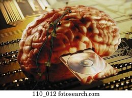 cérebro, wired, informação