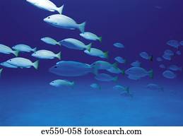 School of fish