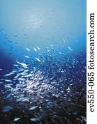 School of fish