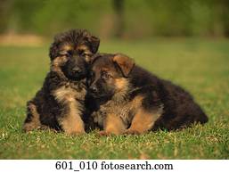 alsaciano, filhotes cachorro