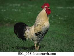 Galo Fotografias | 1000+ Galo Banco de Imagens | Fotosearch