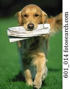 Golden retriever Golden retriever