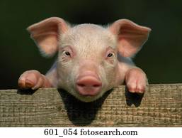 Piglet Piglet