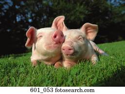 Piglet Piglet