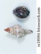 Sea shells